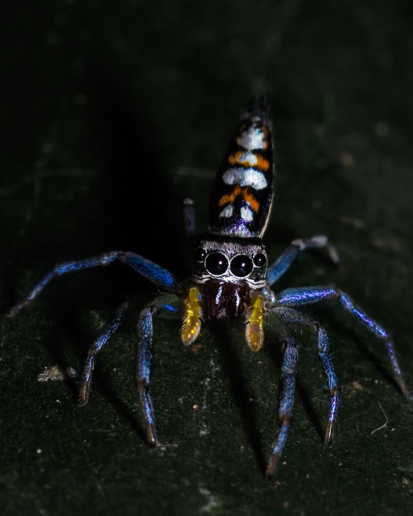 Stunning colours of Chrysilla acerosa
#omsystem #passion_in_macro #arthropod_perfection
#arthropodsanonymous #wholelottabugs #insect_perfection#kings_insects #tgif_insects #insects_of_our_world #csiro #uwn_insect#raw_insects#ip_insects #abcmyphoto #theinsectdiary #wildlifeofaustralia #ausgeo #bbcwildlifepotd
#wms_macro#igbest_macros#gardeningaustralia #australiangeographic #1macroshot #invert_macro #beautiful_insects_japan #insectguru olympus_au #nuts_about_macro