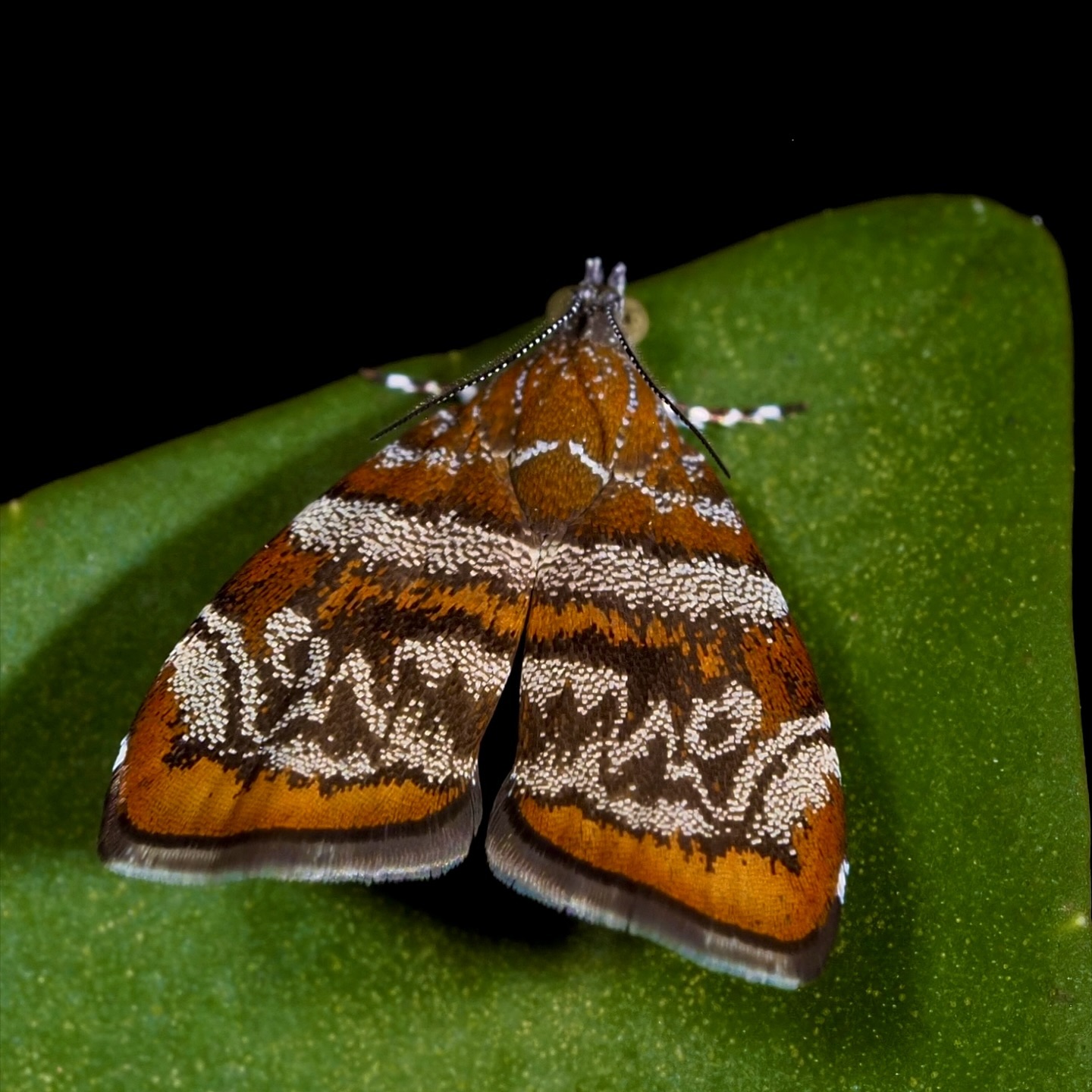 Metalmark moth
Choreutis orthogona
#omsystem #passion_in_macro #arthropod_perfection
#arthropodsanonymous #wholelottabugs #insect_perfection#kings_insects #tgif_insects #insects_of_our_world #csiro #uwn_insect#raw_insects#ip_insects #abcmyphoto #theinsectdiary #wildlifeofaustralia #ausgeo #bbcwildlifepotd
#wms_macro#igbest_macros#gardeningaustralia #australiangeographic #1macroshot #invert_macro #beautiful_insects_japan #insectguru olympus_au #nuts_about_macro