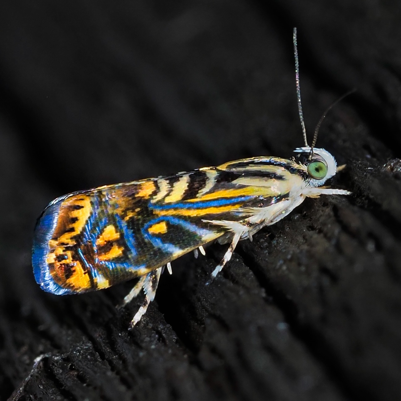 Leaf roller moth
Torticidae
Thanks for the ID @_aliens.of.earth_
#omsystem #passion_in_macro #arthropod_perfection
#arthropodsanonymous #wholelottabugs #insect_perfection#kings_insects #tgif_insects #insects_of_our_world #csiro #uwn_insect#raw_insects#ip_insects #abcmyphoto #theinsectdiary #wildlifeofaustralia #ausgeo #bbcwildlifepotd
#wms_macro#igbest_macros#gardeningaustralia #australiangeographic #1macroshot #invert_macro #beautiful_insects_japan #insectguru olympus_au #nuts_about_macro
