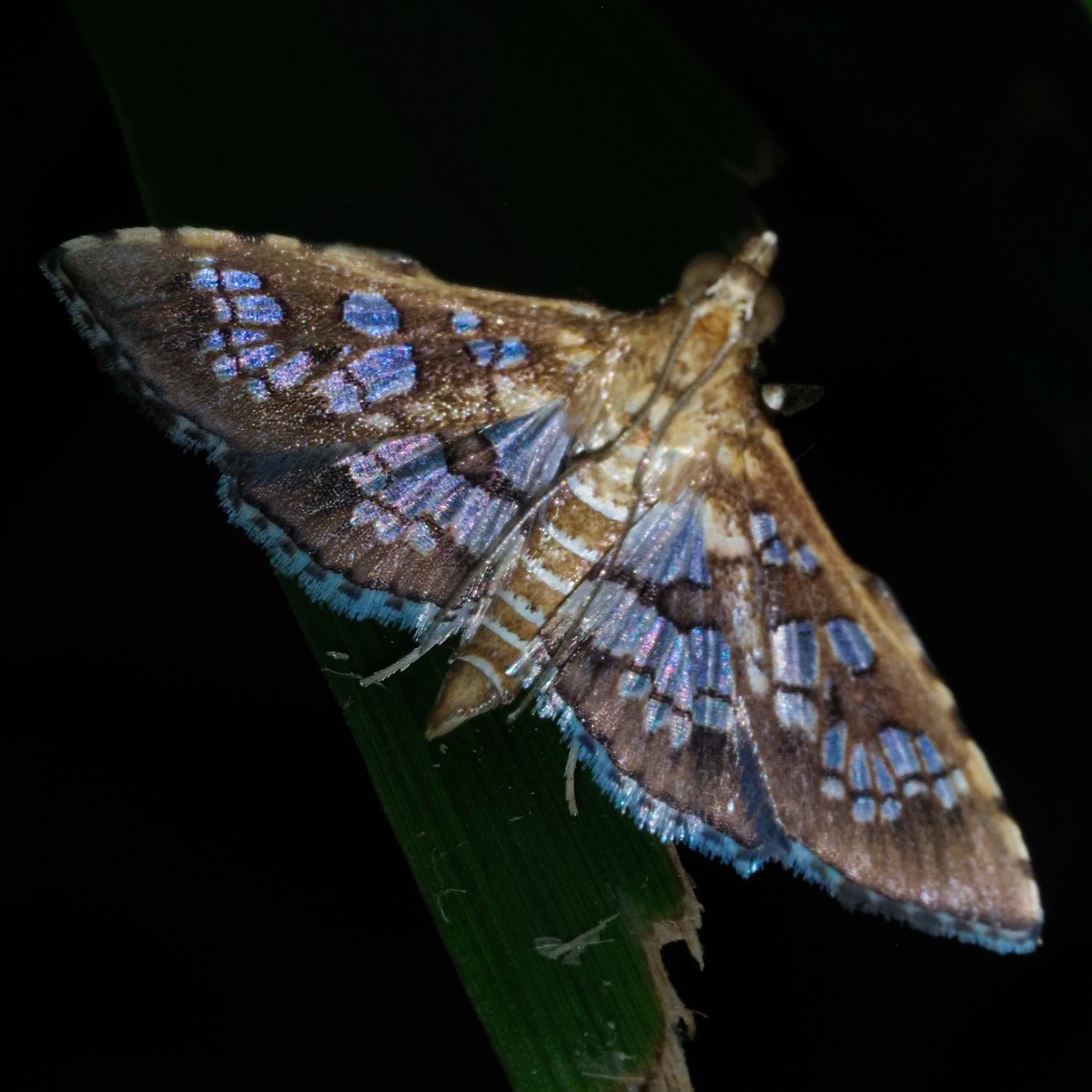 Grass Moth
Crambidae
#omsystem #passion_in_macro #arthropod_perfection
#arthropodsanonymous #wholelottabugs #insect_perfection#kings_insects #tgif_insects #insects_of_our_world #csiro #uwn_insect#raw_insects#ip_insects #abcmyphoto #theinsectdiary #wildlifeofaustralia #ausgeo #bbcwildlifepotd
#wms_macro#igbest_macros#gardeningaustralia #australiangeographic #1macroshot #invert_macro #beautiful_insects_japan #insectguru olympus_au #nuts_about_macro