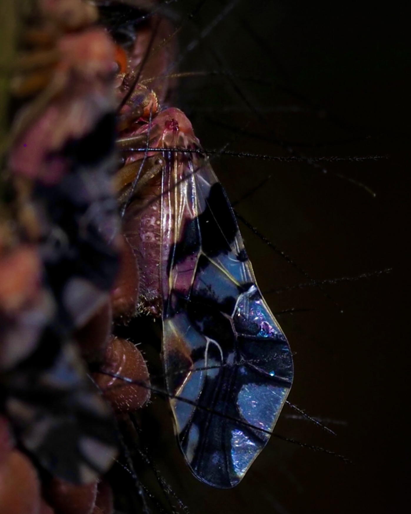 Red Bark Louse on bamboo
Psocodae
#omsystem #passion_in_macro #arthropod_perfection
#arthropodsanonymous #wholelottabugs #insect_perfection#kings_insects #tgif_insects #insects_of_our_world #csiro #uwn_insect#raw_insects#ip_insects #abcmyphoto #theinsectdiary #wildlifeofaustralia #ausgeo #bbcwildlifepotd
#wms_macro#igbest_macros#gardeningaustralia #australiangeographic #1macroshot #invert_macro #beautiful_insects_japan #insectguru olympus_au #nuts_about_macro