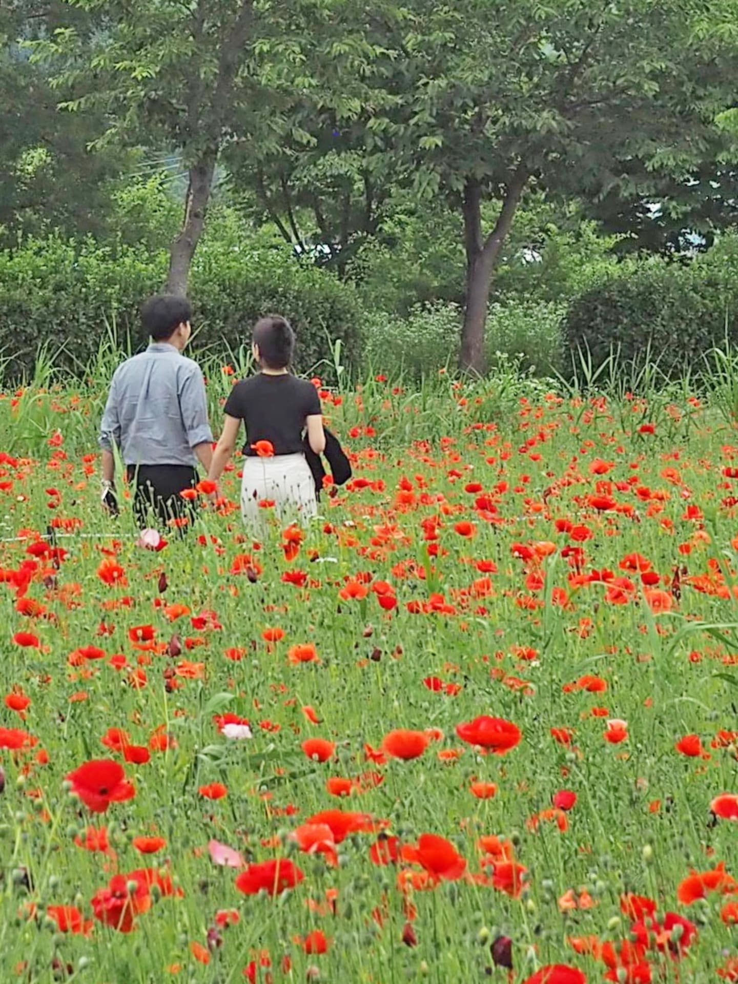 .
.
끈적한 날들이 계속되겠지안
마음만은 뽀송할 수있는 방법을 궁리중이에요
그러다 잠깐 햇살이 나오면
얼른 꽃구경 나서야죠
이렇게 여름을 보내고있어요
📍#물의정원
경기 낭양주시 조안면 북한강로 398
.
.